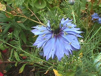 Nigella damascena