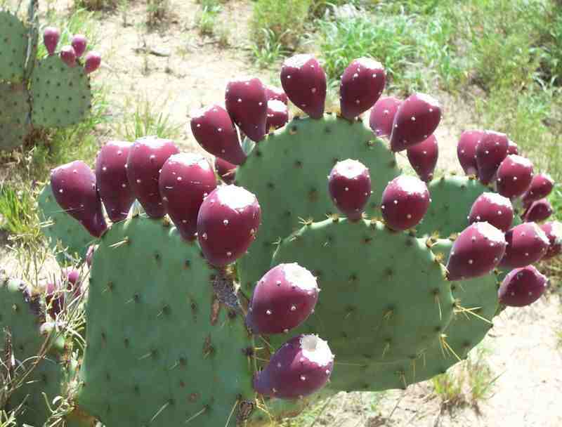 Nopal_silvestre