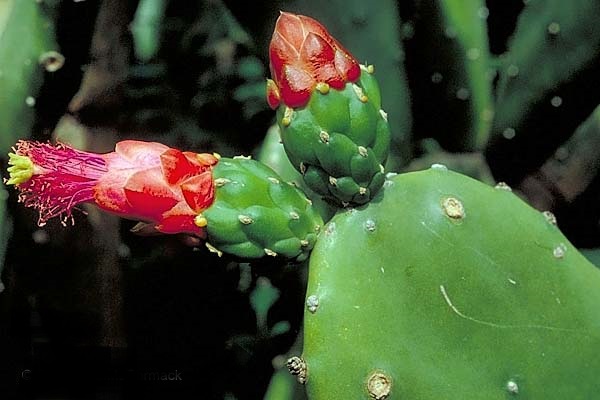 Nopalea cochenillifera1