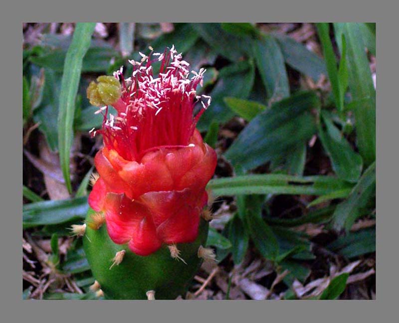 Nopalea cochenillifera