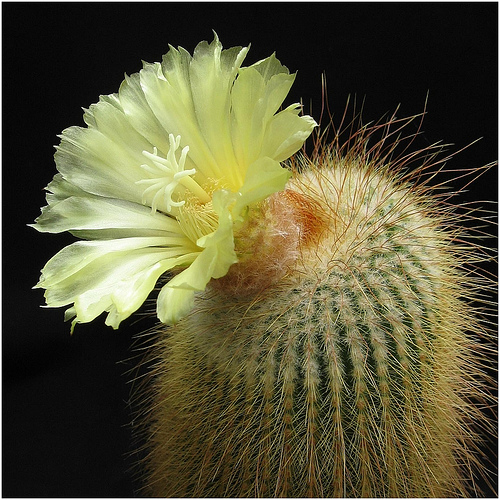 Notocactus leninghausii