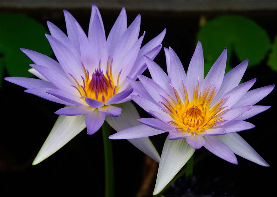 Nymphaea-Caerulea-two