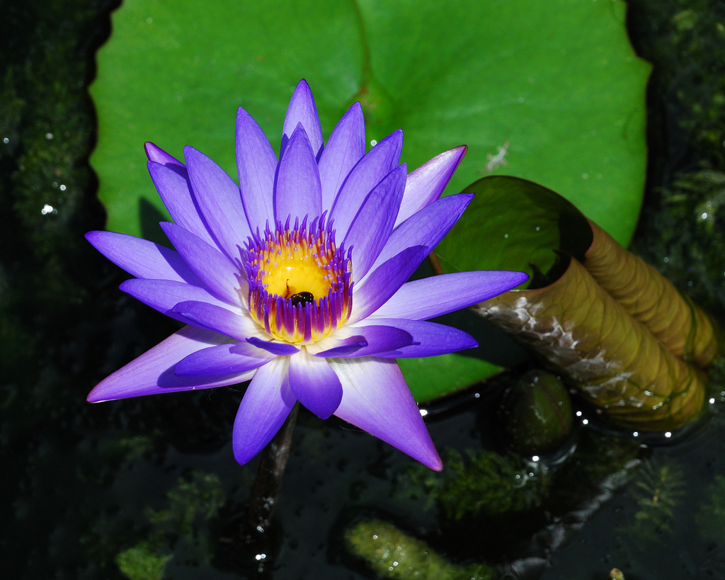 Nymphaea Caerulea