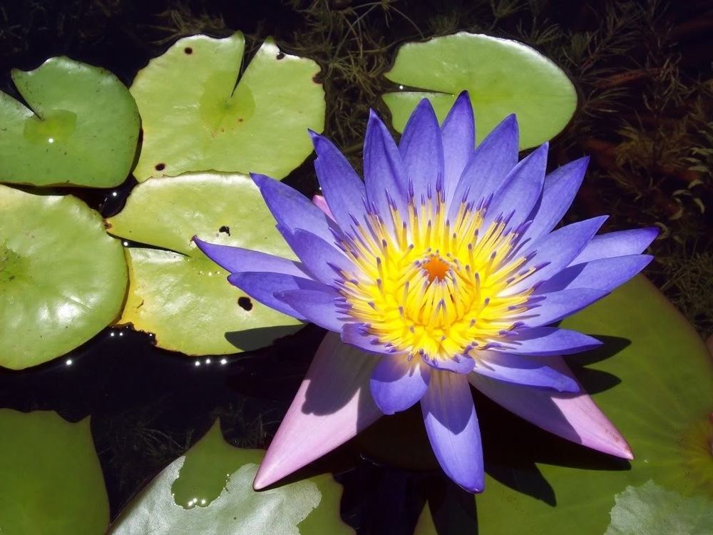 Nymphaea Caerulea456