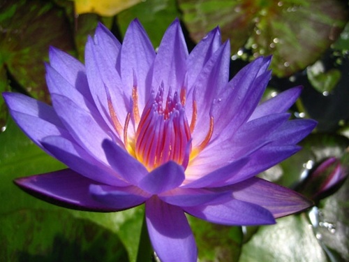 Nymphaea Caerulea_b11