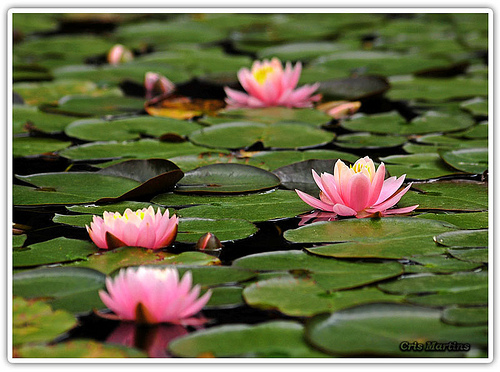 Nymphaea rubra