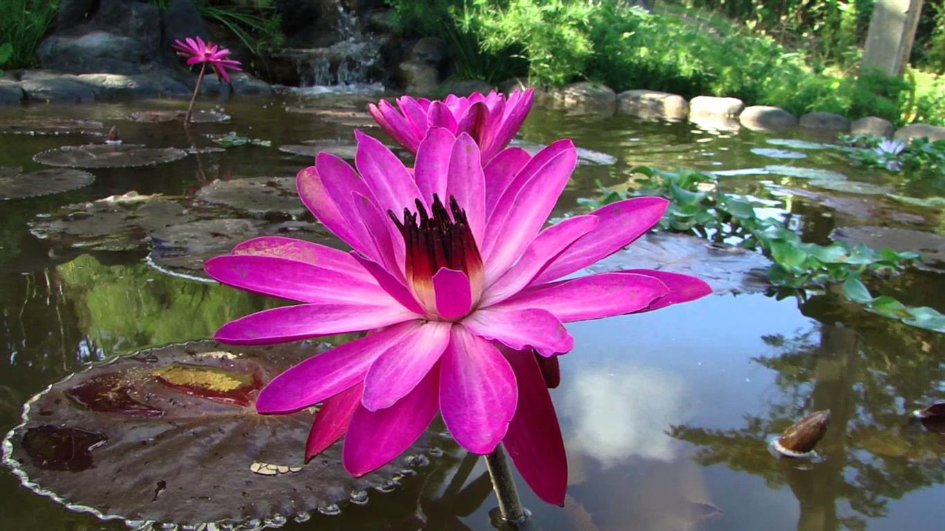 Nymphaea rubra