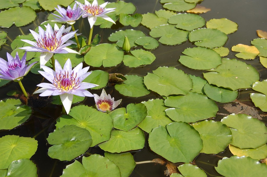 Nymphaea spp.