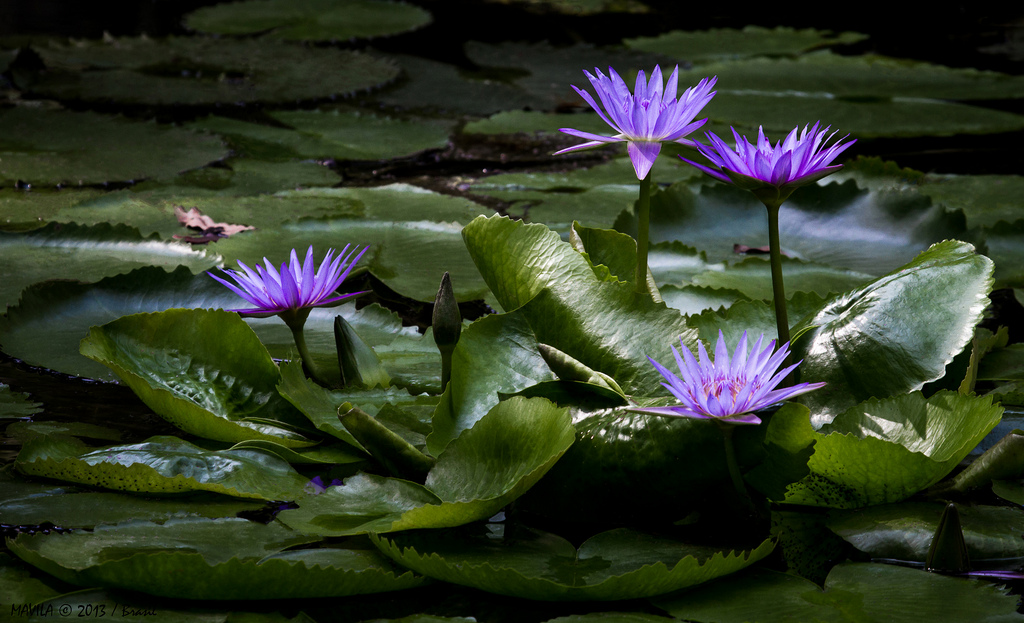 Nymphaea