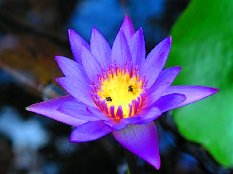 Nymphaea_caerulea