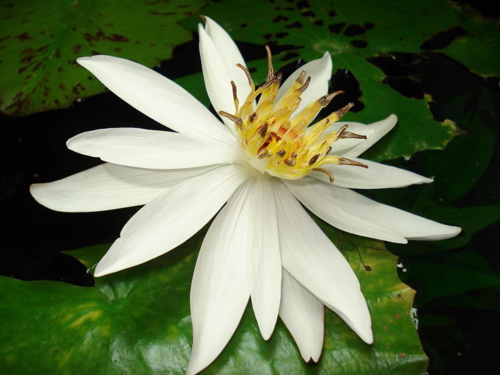 Nymphaea_lotus