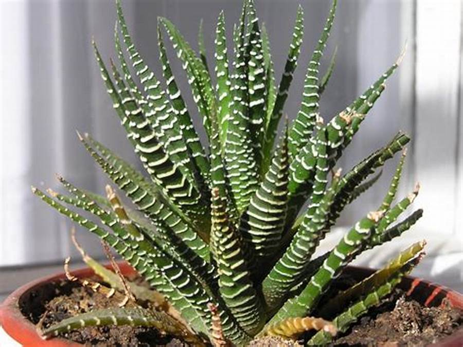 haworthia