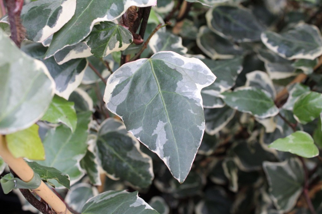 Hedera algeriensis "Gloire de Marengo"