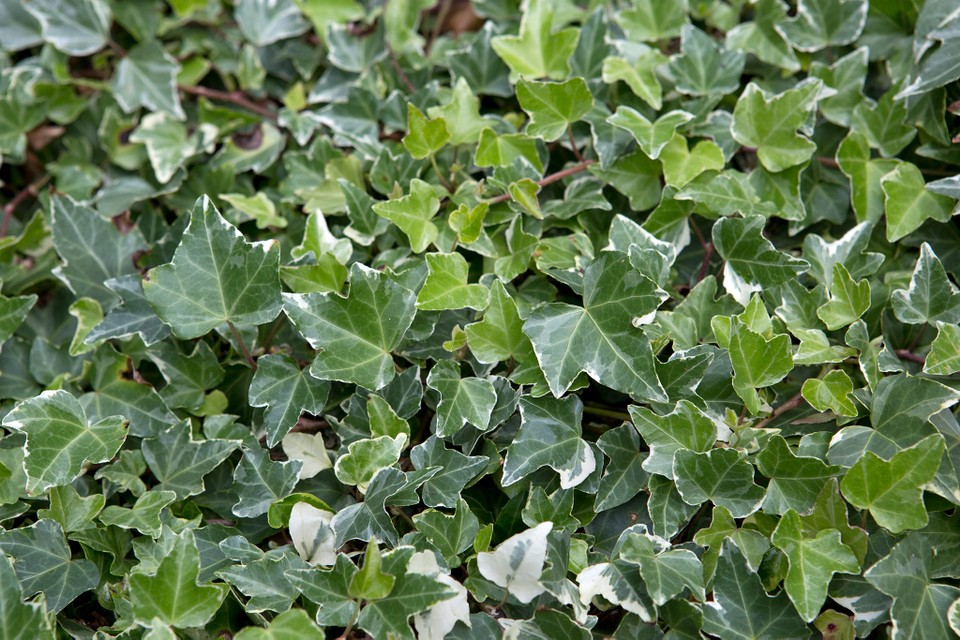 Hedera helix "Glacier"