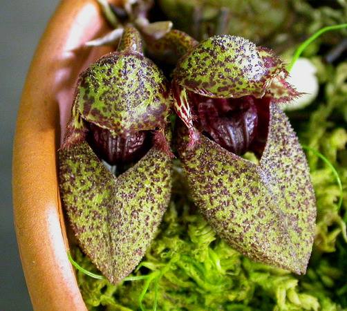 ORQUÍDEA BULBOPHYLLUM.