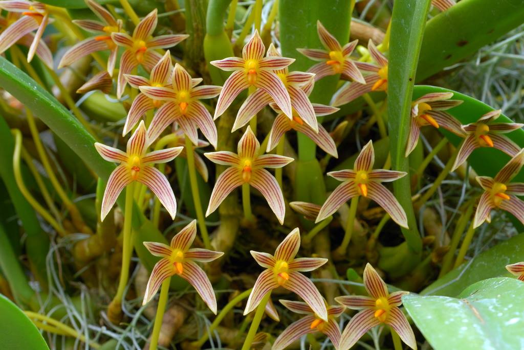 ORQUÍDEA BULBOPHYLLUM.8