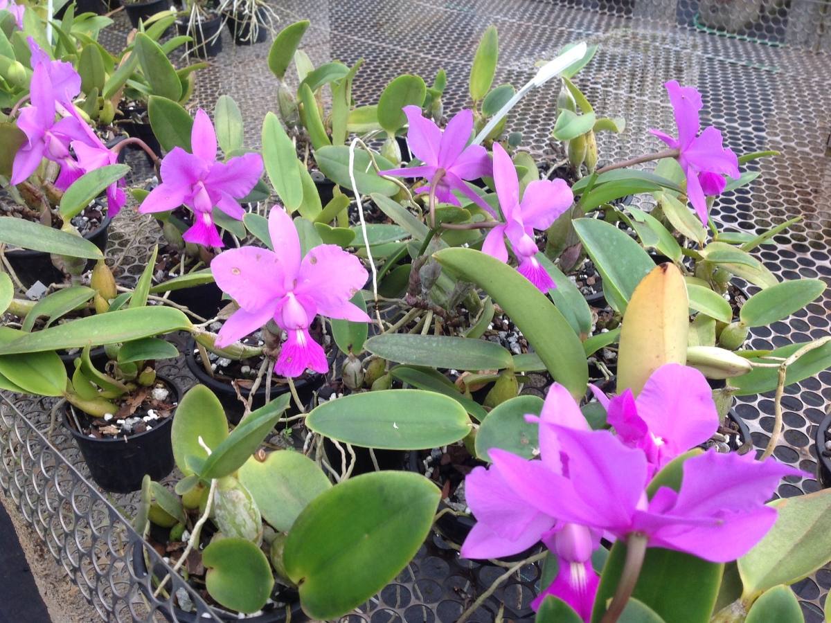 Cattleya walkeriana