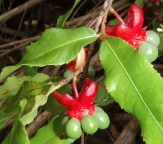 Ochna serrulata