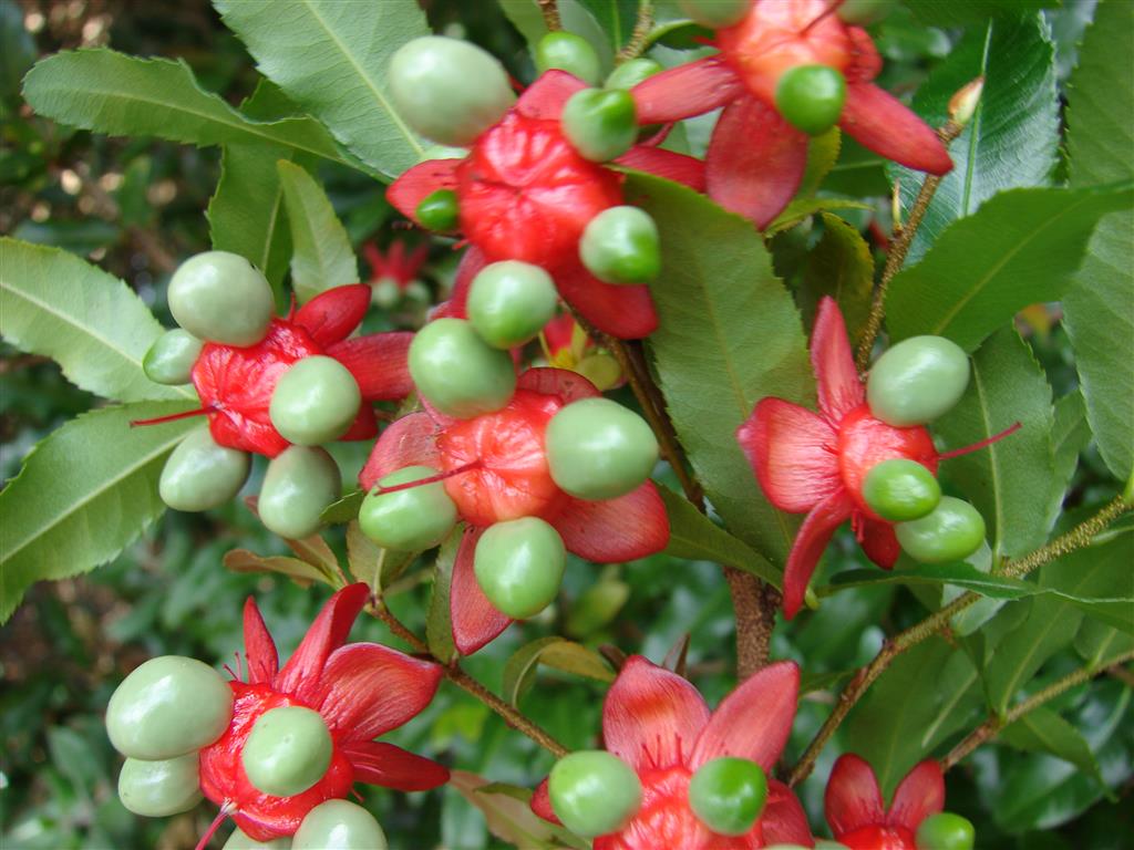 Ochna_serrulata-1