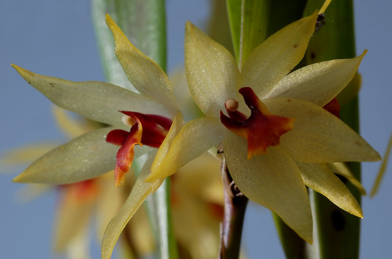 Octomeria-Grandiflora