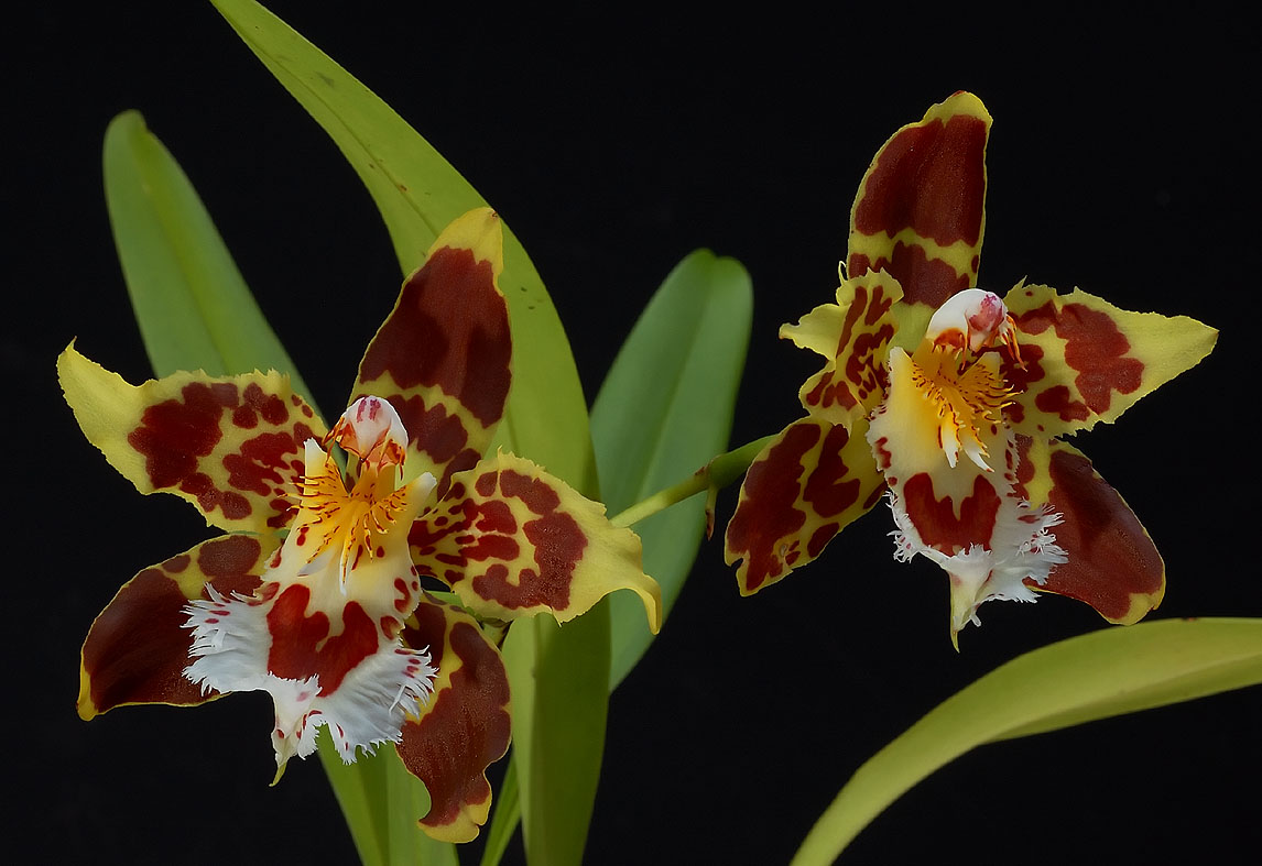 Odontoglossum.