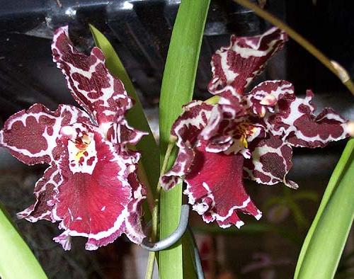 Odontoglossum