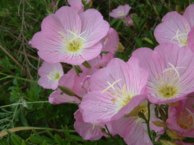 Oenothera-speciosal