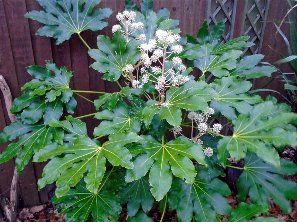 Fatsia_japonica