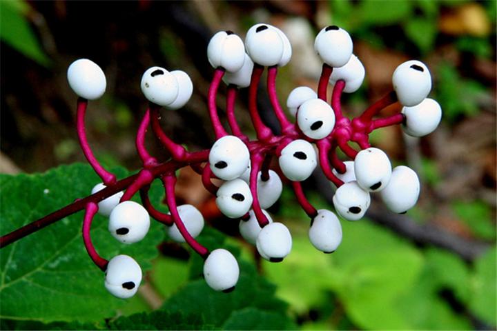 Olho-de-boneca( Actaea pachypoda)