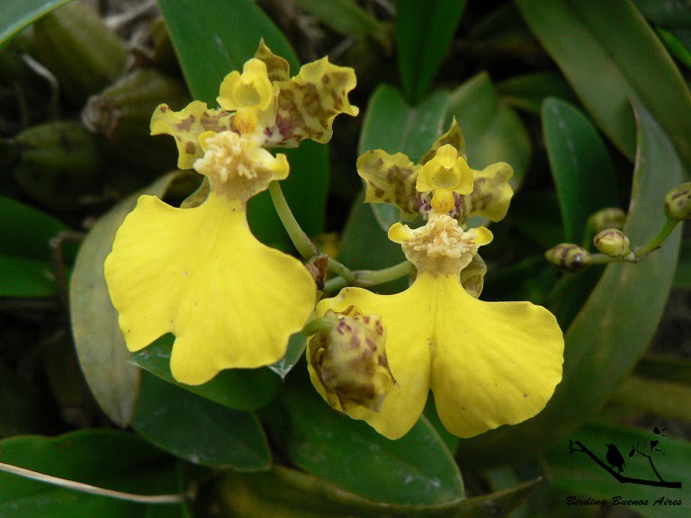 Oncidium