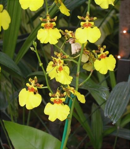 Oncidium