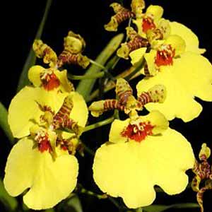 Oncidium Aloha