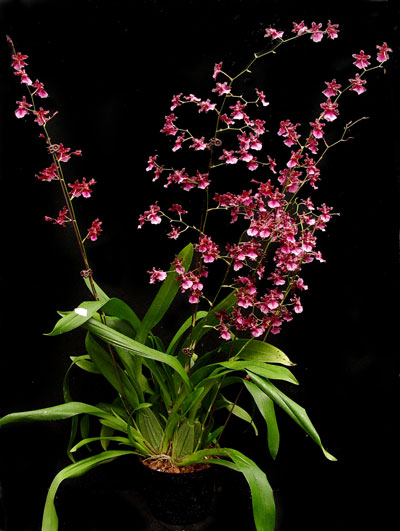 Oncidium Care