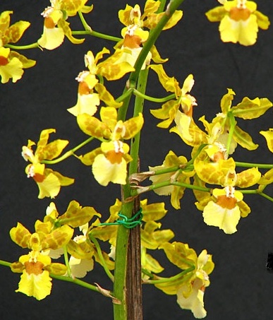 Oncidium-Elegance