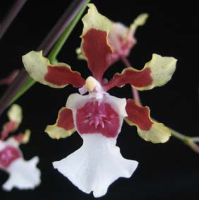 Oncidium Sharry Baby_