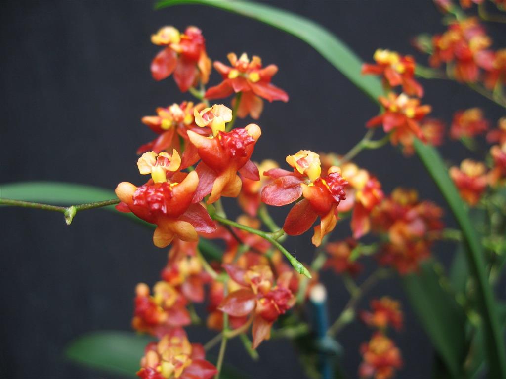 Oncidium Twinkle 'Brons Fantasy'