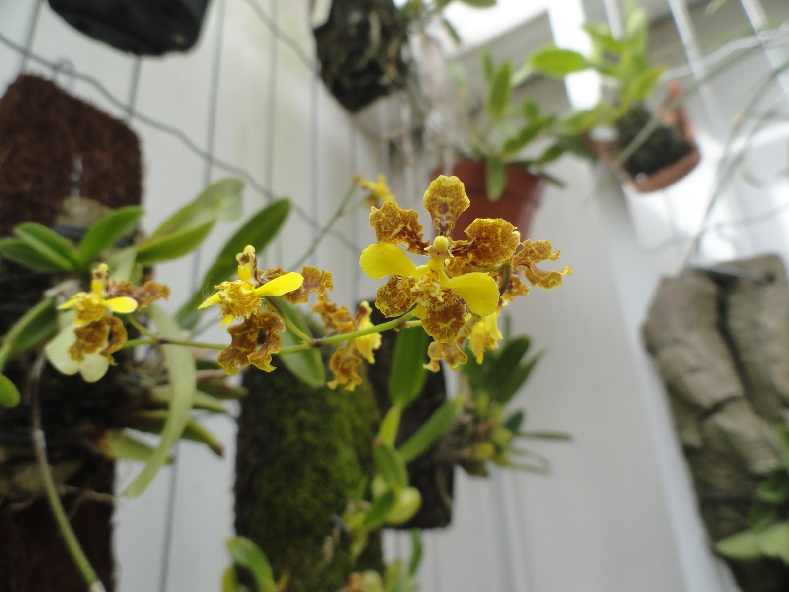 Oncidium barbatum