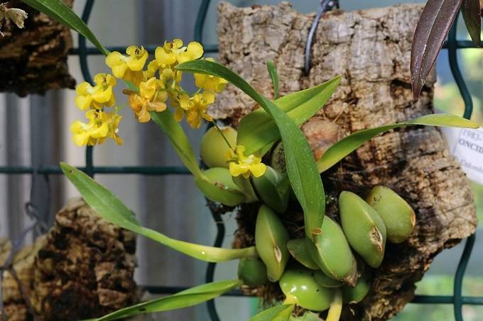 - Oncidium brunleesianum