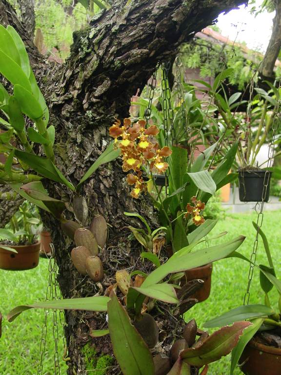 Oncidium crispum