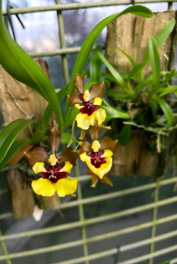 Oncidium eurycline