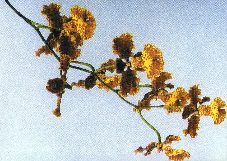 Oncidium forbesii