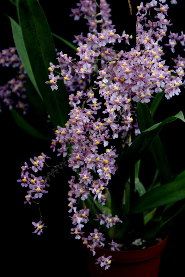 Oncidium ornithorhynchum (sotoanum)