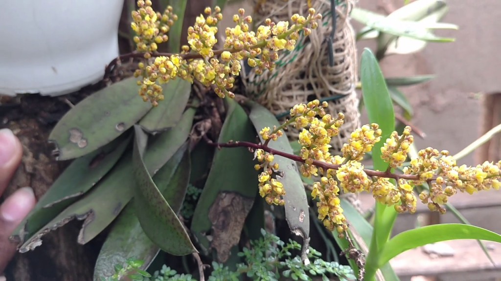 Oncidium pumilum