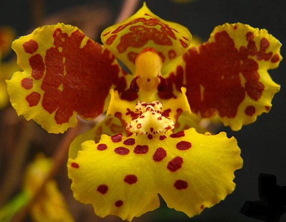 Oncidium-sarcodes