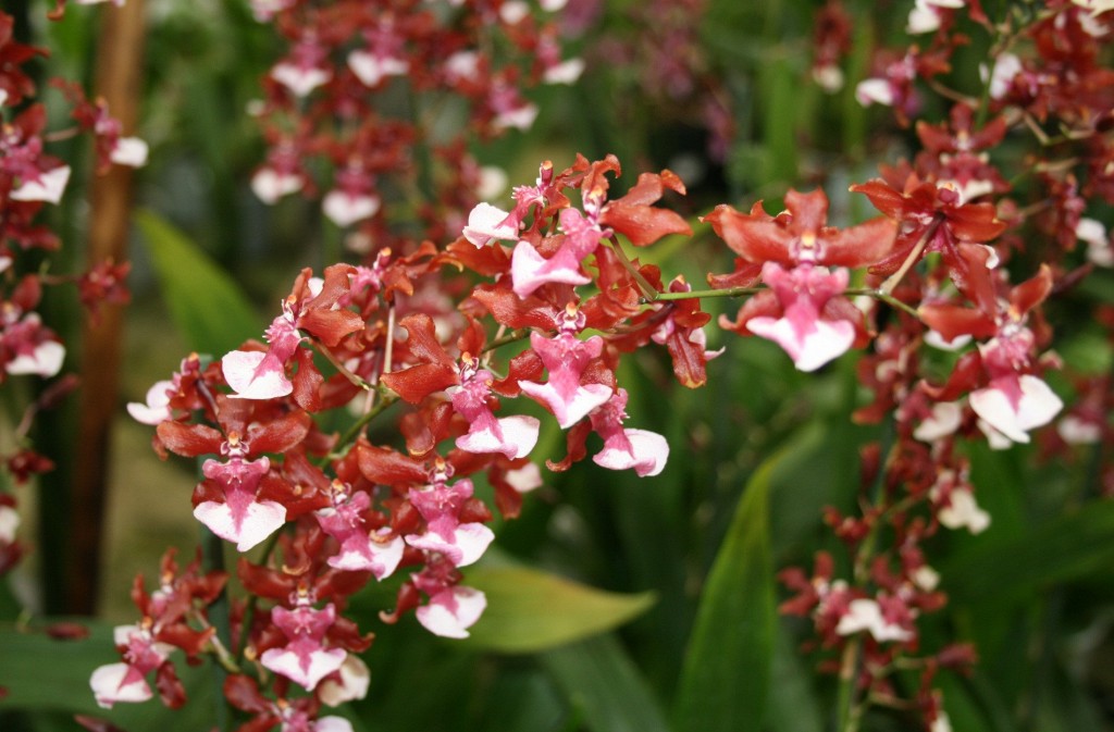 Oncidium sharry baby