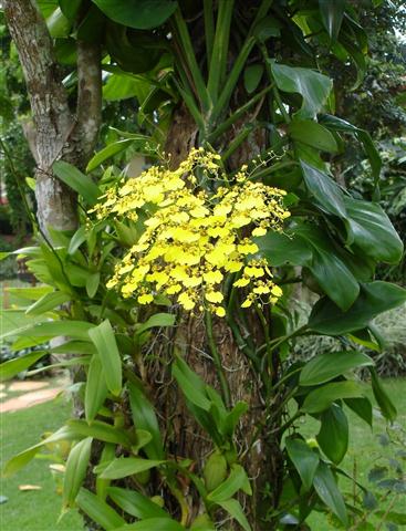 Oncidium sp. )