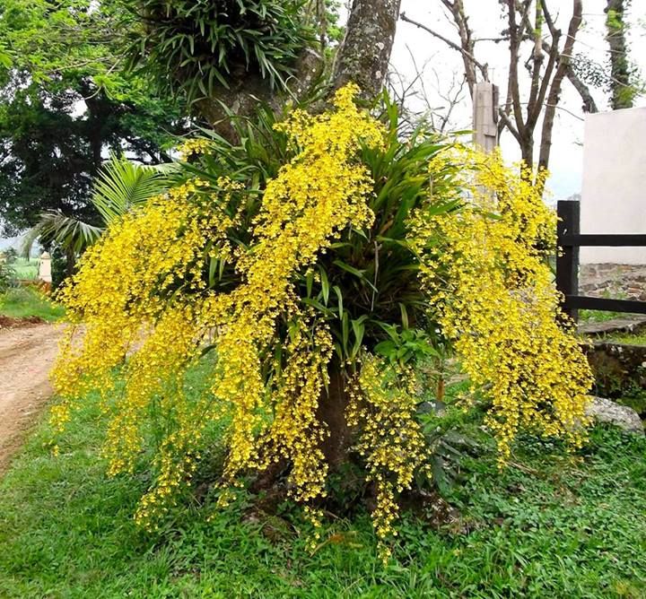 Oncidium sphacelatum