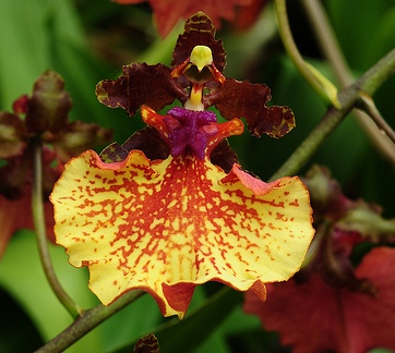 Oncidium spilopterum