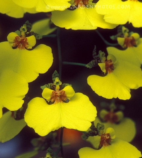 Oncidium varicosum Var. rogersii