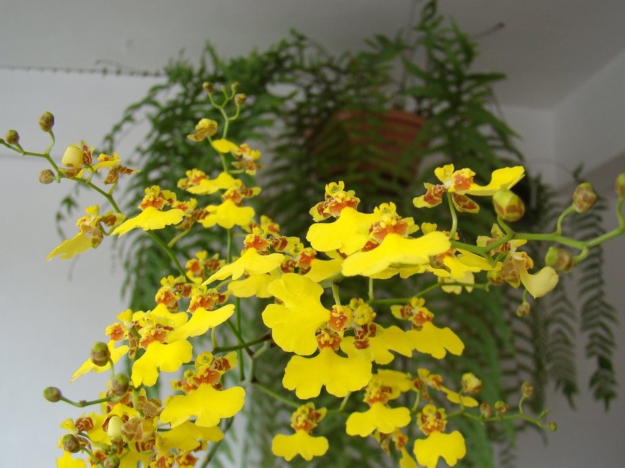 Oncidium varicosum